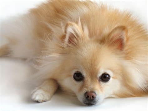 Pomeranian Dog Breed History And Some Interesting Facts