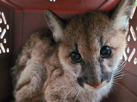 Day Around The Bay Oakland Zoo Takes In Second Orphaned Mountain Lion Cub