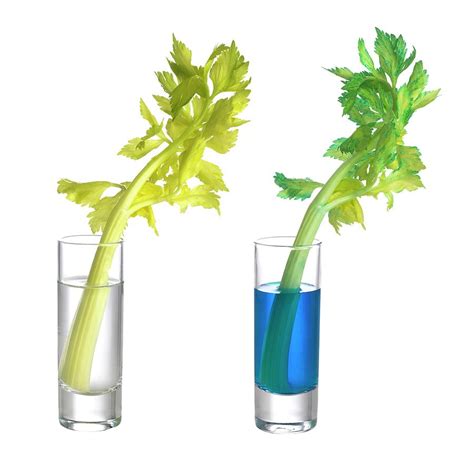Transpiration In Celery Stalks Photograph By Science Photo Library