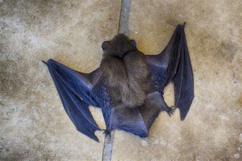 Bats Interesting Facts You Didnt Know About It News Nature Wild
