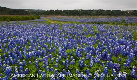 Posts About Texas Bluebonnet Prints And Photographs On American
