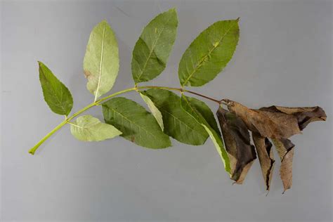 Ash Dieback One Of The Worst Tree Disease Epidemics Could Kill 95 Of