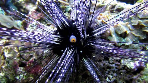 Sea Urchin Poops Out Of Its Eye Youtube
