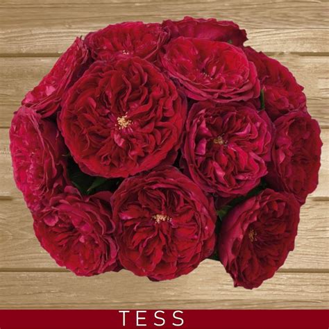 Tess Garden Rose Red Rose Bush For Sale Free Delivery Flower 80