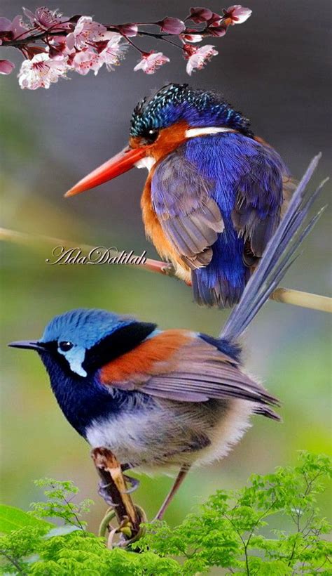 Exotic Birds Colorful Birds Pretty Birds Beautiful Birds Nature