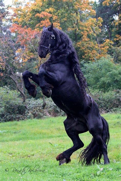 Beautiful Black Beauty Horses Horse Breeds Friesian Horse