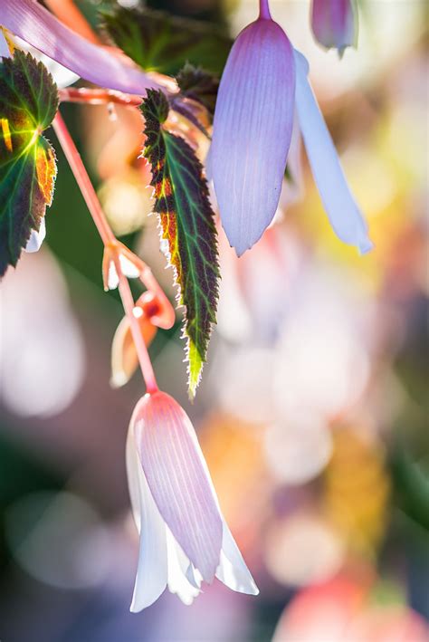 Begonia And Bokeh Rvtn Flickr