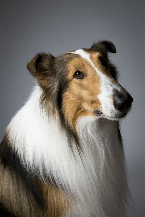 17 Best Images About Lassie Come Home On Pinterest Donald Oconnor