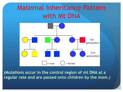 Ppt Mitochondrial Dna Powerpoint Presentation Free Download Id2663404