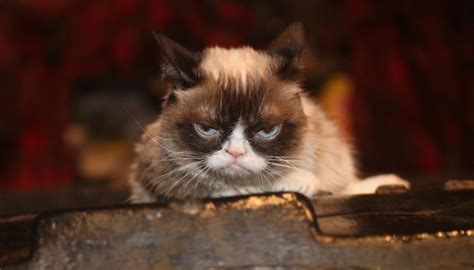 Grumpy Cat Wins 962000 In Copyright Infringement Suit
