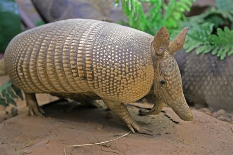 Do Armadillos Hibernate In The Winter Learn Some Interesting Facts