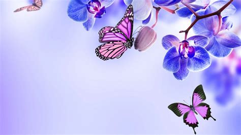 Purple Butterfly Desktop Wallpaper Cute Wallpapers 2023