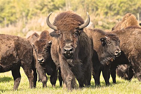 Bisons In Manitoba Foto And Bild Natur Canada Bison Bilder Auf