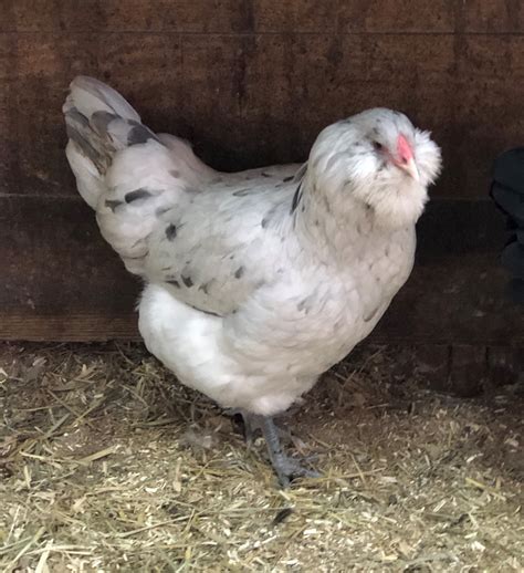 Splash Ameraucana Chicken For Sale Cackle Hatchery