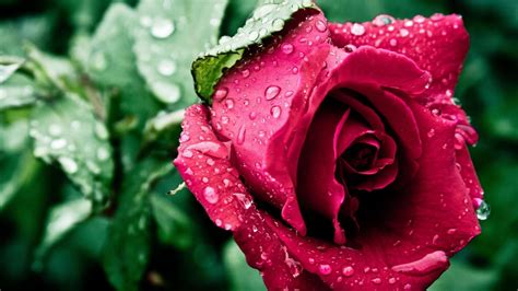 Nature Wallpaper With Red Rose Flower And Water Drops Hd