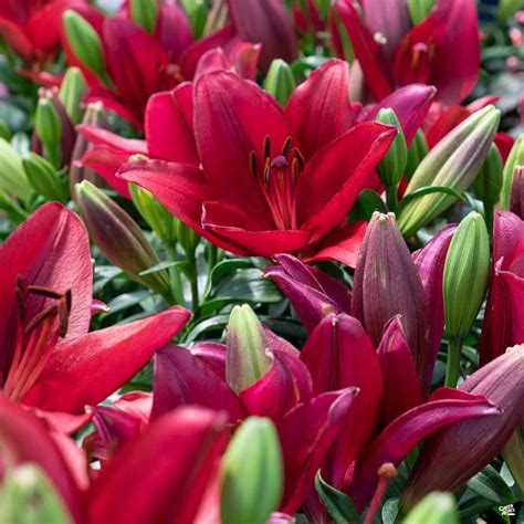 Asiatic Lily — Green Acres Nursery And Supply
