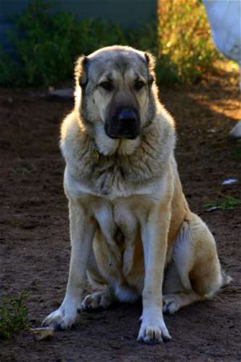 Armenian Gampr Dog