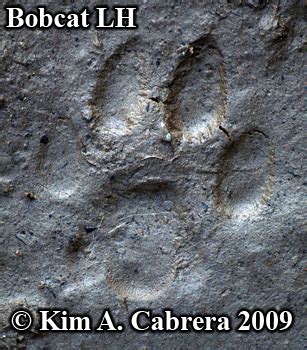 Wild animal tracks in snow can be difficult to track due to its unstable nature. Animal Tracks - Bobcat Track Photos (Felis rufus or Lynx rufus) Page 5