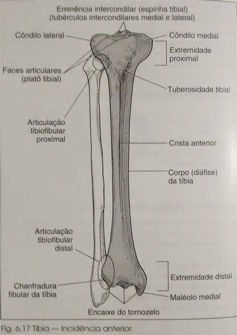 Maléolo Lateral Da Fíbula