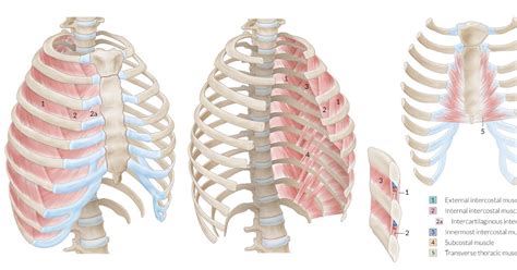 Female Rib Cage Muscles 8 Muscles Of The Spine And Rib Cage