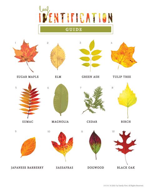 Free Printable Leaf Identification Guide Printable Templates