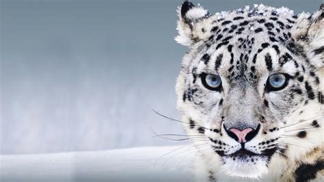 Leopardo Blanco En La Nieve Fondo De Pantalla 4k Hd Id7279
