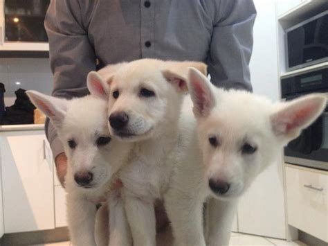 For Sale White German Shepherd Puppies