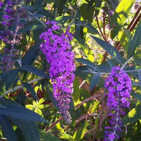 Grow Butterfly Bush Heres Why And How The Garden Glove
