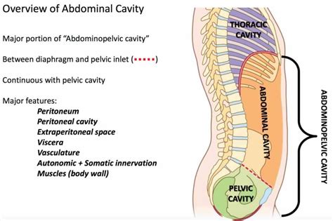 Anatomy Of Abdomen Organs