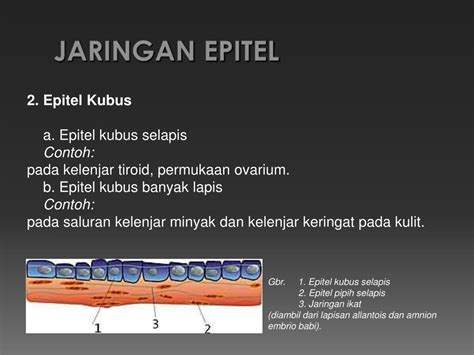 Jaringan epitel, jaringan otot, jaringan ikat serta jaringan saraf. Berdasarkan Bentuk Selnya Jaringan Epitel Dibedakan Menjadi 3 Yaitu - Berbagi Bentuk Penting