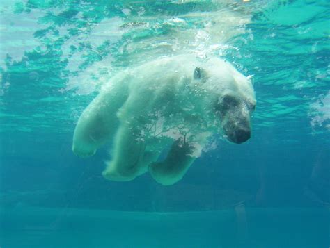 Polar Bear Swimming 