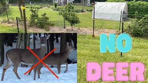 how to deer proof your garden and plants youtube
