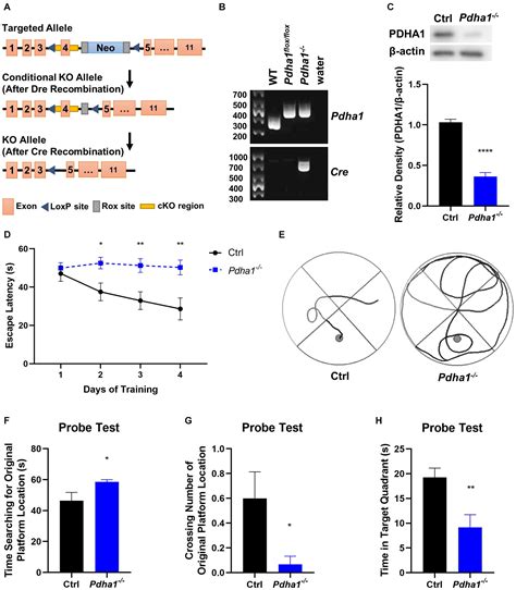 Frontiers Conditional Knockout Of Pdha In Mouse Hippocampus Impairs