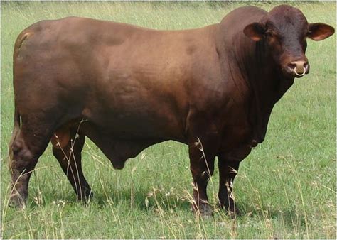 The breed was developed by robert j. Santa Gertrudis Cattle Breed was developed on The King ...
