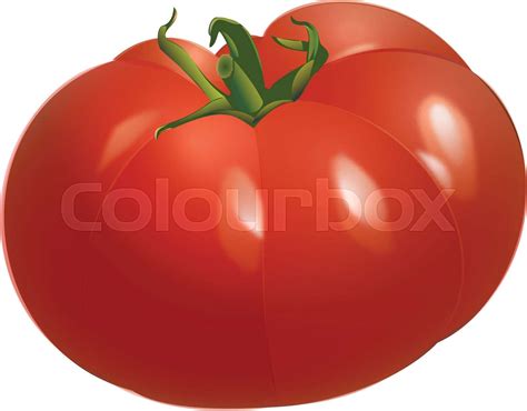 Tomato Stock Vector Colourbox