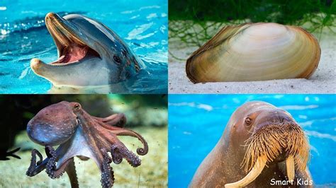 موضوع عن الحيوانات البحرية