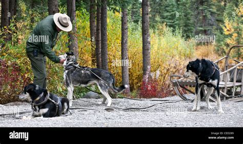 Sled Dog Demonstration Denali National Park Hi Res Stock Photography