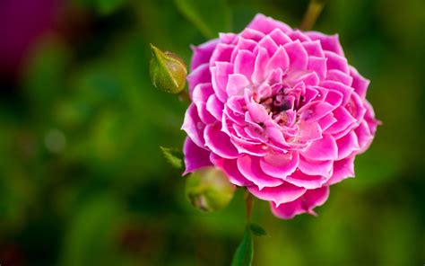 Fond Décran 1920 X 1200 Px Fleur Jardin Hd La Nature Rose Rose