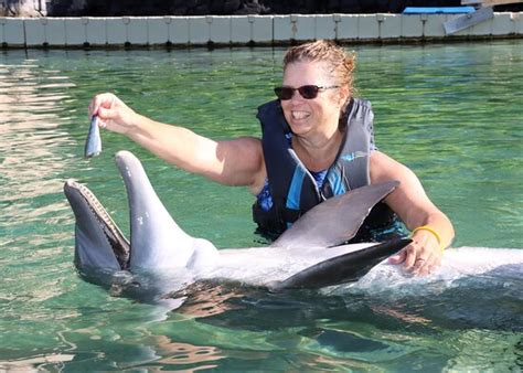 Dolphin Quest Waikoloa All You Need To Know Before You Go