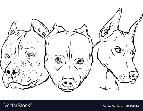 Draw In Black And White Heads Dogs Pitbull Vector Image