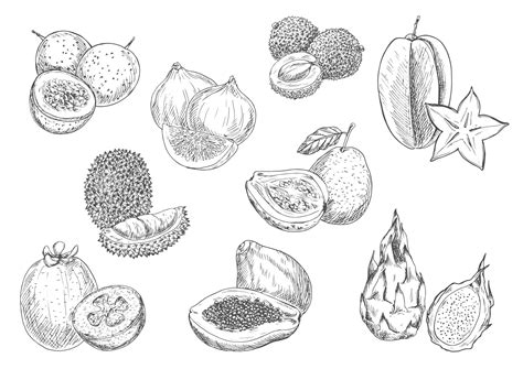 Premium Vector Exotic Fruits Pencil Sketch Icons