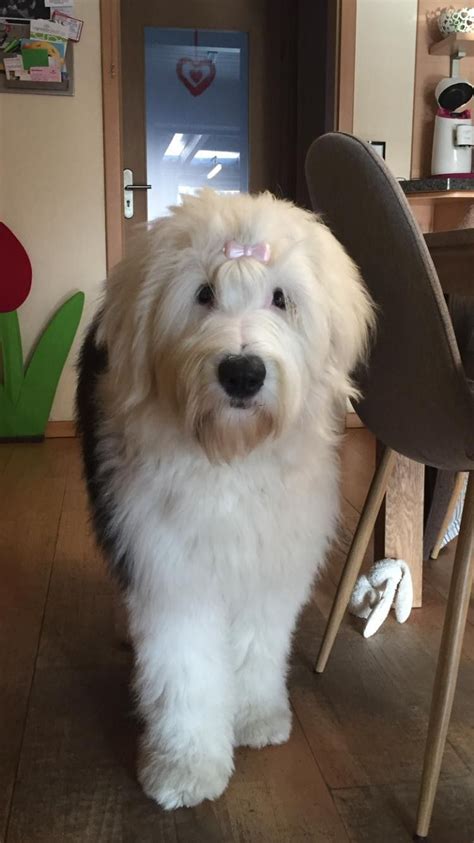 Old English Sheepdog Breed Info Guide Facts And Pictures Artofit
