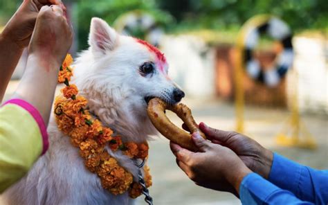 In Nepal Kukur Tihar Is A Celebration For Dogs Adorning And Feeding Them