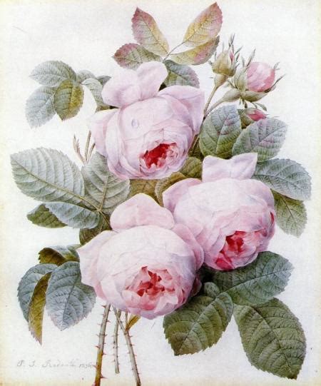 The Botanical Prints Of Pierre Joseph Redouté 1759 1840 Jane Austen