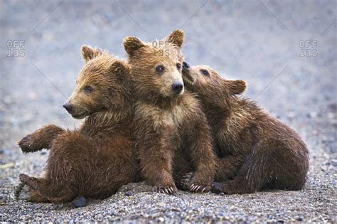 Three Brown Grizzly Bear Cubs Close Together At Lake Clarke National