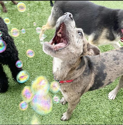 Psbattle Puppy Eating Bubbles Photoshopbattles