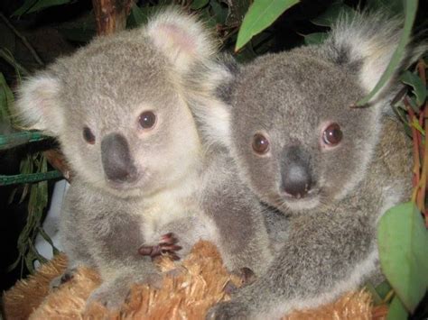 Amazing Wildlife Koalas Photo Koala Cuties Koala Marsupial