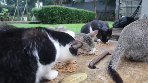 Colony Of Feral Cats Eat Together Peacefully Youtube