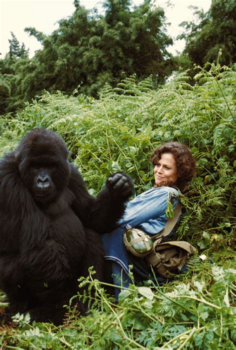 Gorillas In The Mist Sigourney Weaver 1988 C Universalcourtesy