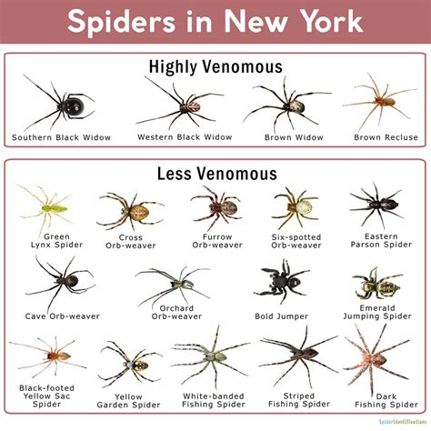 Venomous Spiders In New York Black Widow And Black Footed Yellow Sac